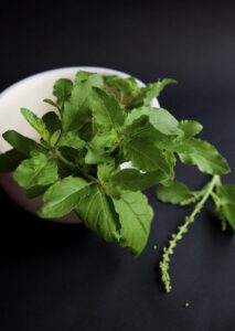 tulsi holy basil