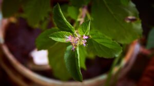 tulsi holy basil