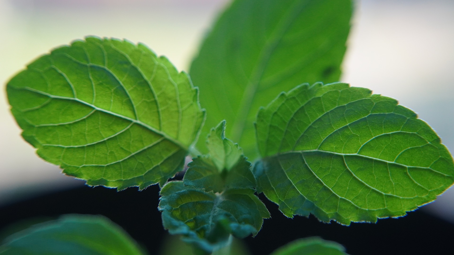 tulsi holy basil